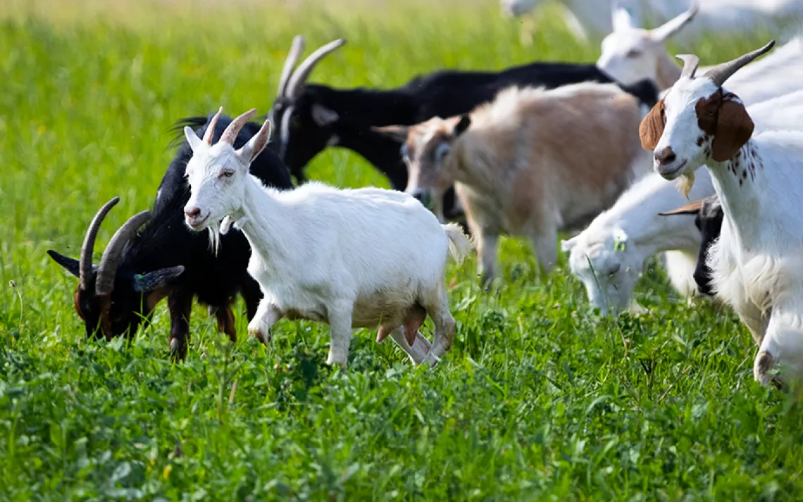 peternak kambing